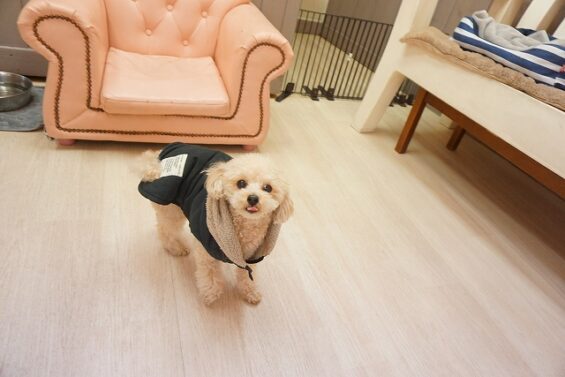 ヌーノクラブ　犬のペットホテル　東京　中野区　フリースペースでのびのび　お預かり中 トイプードルのiモカ・チョビ_640