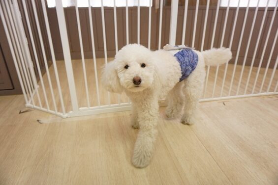 ヌーノクラブ　犬のペットホテル　東京　中野区　フリースペースでのびのび　お預かり中 トイプードルのiモカ・チョビ_640