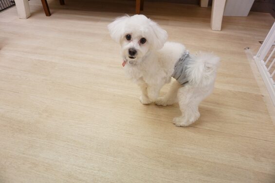 ヌーノクラブ　犬のペットホテル　東京　中野区　フリースペースでのびのび　お預かり中　マルチーズ×シーズーのココ_640