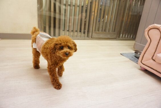 ヌーノクラブ　犬のペットホテル　東京　中野区　フリースペースでのびのび　お預かり中 　トイプードルのウル_640
