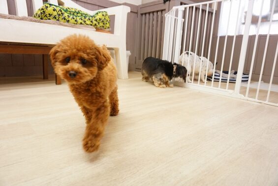 ヌーノクラブ　犬のペットホテル　東京　中野区　フリースペースでのびのび　お預かり中 　トイプードルのウル_640
