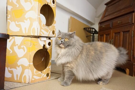 ヌーノクラブ　猫専用ペットホテル　都内　中野区　フリースペースでのびのび　お預り中の猫ちゃん　ブリティッシュショートヘアのブリ子_640