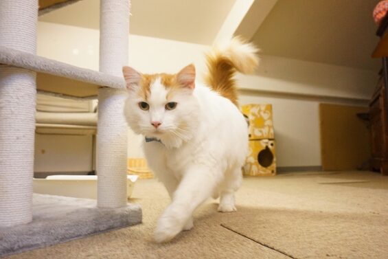 ヌーノクラブ　猫専用ペットホテル　都内　中野区　フリースペースでのびのび　お預り中の猫ちゃん　メインクーンのすさのお_640