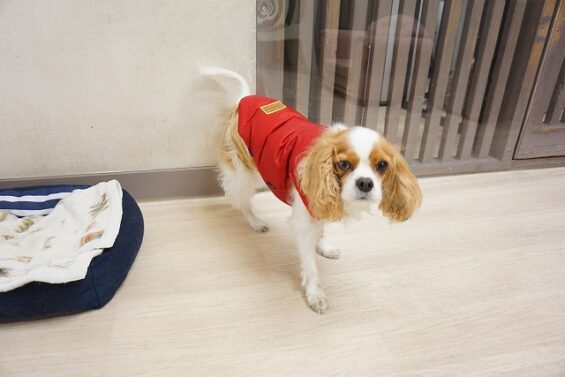 ヌーノクラブ　犬のペットホテル　東京　中野区　フリースペースでのびのび　お預かり中　キャバリアのアーサー_640