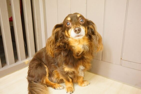ヌーノクラブ　犬のペットホテル　東京　中野区　フリースペースでのびのび　お預かり中　ダックスのショコタ_640