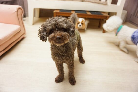 ヌーノクラブ　犬のペットホテル　東京　中野区　フリースペースでのびのび　お預かり中　トイプードルのアル_640