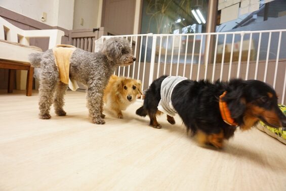 ヌーノクラブ　犬のペットホテル　東京　中野区　フリースペースでのびのび　お預かり中　トイプードルのハル・和栗_640