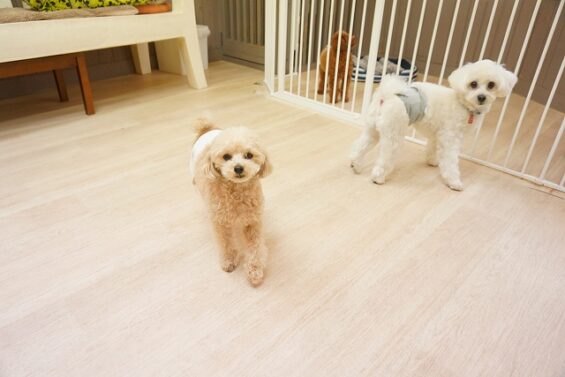 ヌーノクラブ　犬のペットホテル　東京　中野区　フリースペースでのびのび　お預かり中 トイプードルのiモカ・チョビ_640