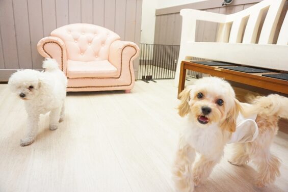 ヌーノクラブ　犬のペットホテル　東京　中野区　フリースペースでのびのび　お預かり中　マルプーのむく_640