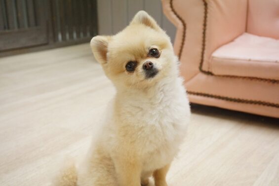 ヌーノクラブ　犬のペットホテル　東京　中野区　フリースペースでのびのび　お預かり中　ポメラニアンのチョコ_640