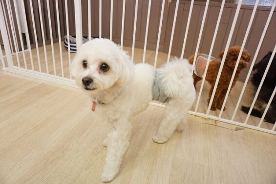 ヌーノクラブ　犬のペットホテル　東京　中野区　フリースペースでのびのび　お預かり中　マルチーズ×シーズーのココ_640