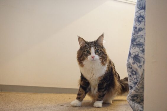 ヌーノクラブ　猫専用ペットホテル　都内　中野区　フリースペースでのびのび　お預り中の猫ちゃん　ノルウェージャンのオレオ_640