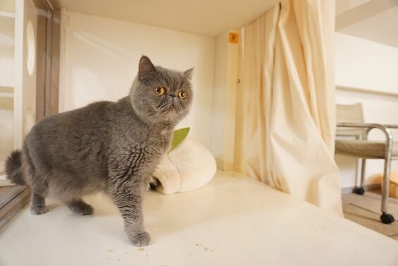 ヌーノクラブ　猫専用ペットホテル　都内　中野区　フリースペースでのびのび　お預り中の猫ちゃん　エキゾチックショートヘアのうに_640