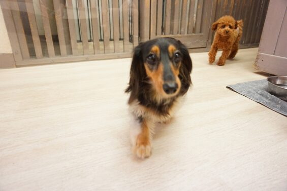 ヌーノクラブ　犬のペットホテル　東京　中野区　フリースペースでのびのび　お預かり中 　ダックスのレア_640