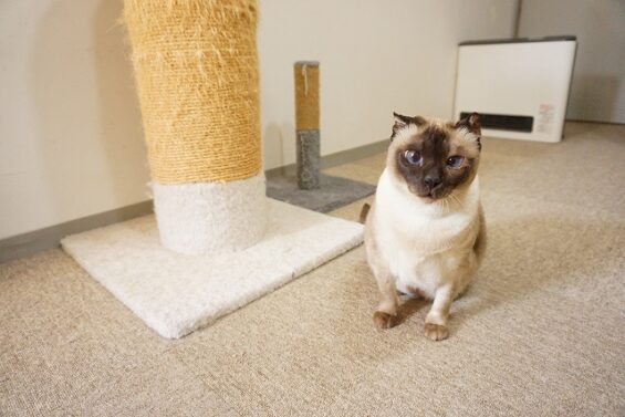 ヌーノクラブ　猫専用ペットホテル　都内　中野区　フリースペースでのびのび　お預り中の猫ちゃん　トンキニーズのアル_640