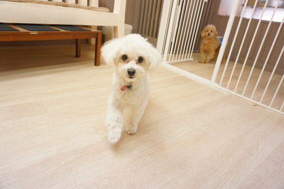ヌーノクラブ　犬のペットホテル　東京　中野区　フリースペースでのびのび　お預かり中 　マルプーのココ_640