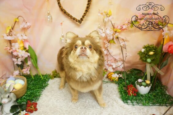 ペットサロン、ヌーノクラブ、可愛くリーズナブルにトリミング　チワワのちゃなこ_640