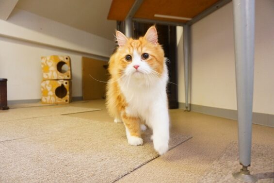 ヌーノクラブ　猫専用ペットホテル　都内　中野区　フリースペースでのびのび　お預り中の猫ちゃん　サイベリアンのミント_640
