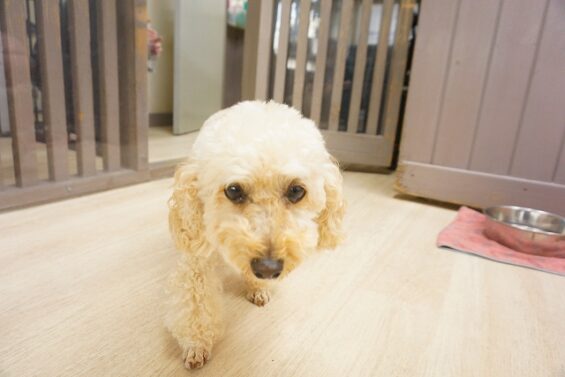 ヌーノクラブ　犬のペットホテル　東京　中野区　フリースペースでのびのび　お預かり中 　トイプードルのｸｯｷｰ_640
