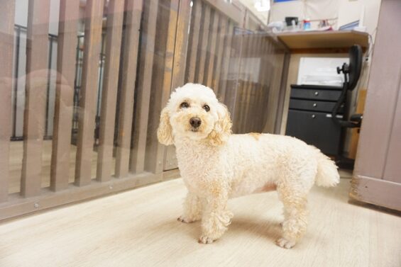 ヌーノクラブ　犬のペットホテル　東京　中野区　フリースペースでのびのび　お預かり中 　トイプードルのｸｯｷｰ_640