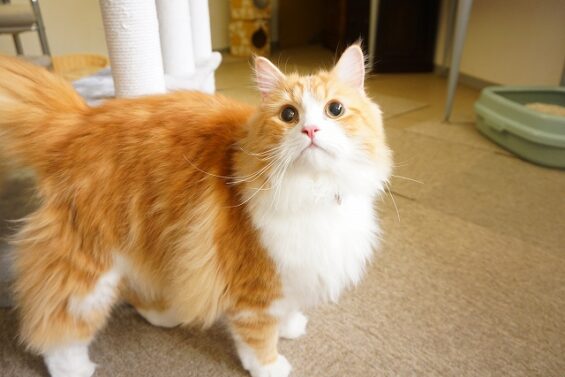 ヌーノクラブ　猫専用ペットホテル　都内　中野区　フリースペースでのびのび　お預り中の猫ちゃん　サイベリアンのミント_640