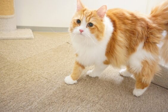 ヌーノクラブ　猫専用ペットホテル　都内　中野区　フリースペースでのびのび　お預り中の猫ちゃん　サイベリアンのミント_640