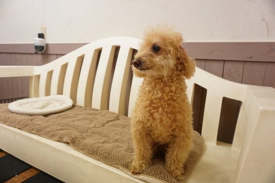 ヌーノクラブ　犬のペットホテル　東京　中野区　フリースペースでのびのび　お預かり中 　トイプードルのゆうた_640