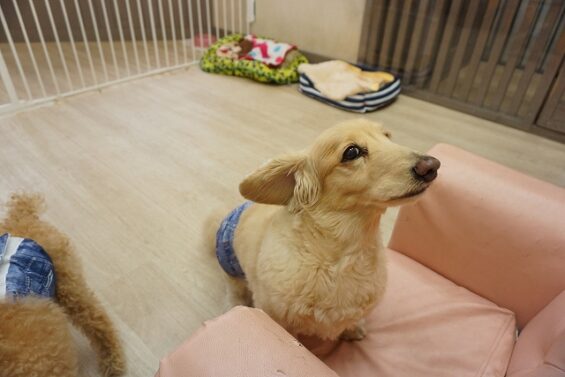 ヌーノクラブ　犬のペットホテル　東京　中野区　フリースペースでのびのび　お預かり中 　ダックスの茶々640