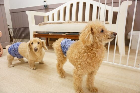ヌーノクラブ　犬のペットホテル　東京　中野区　フリースペースでのびのび　お預かり中 　トイプードルのゆうた_640