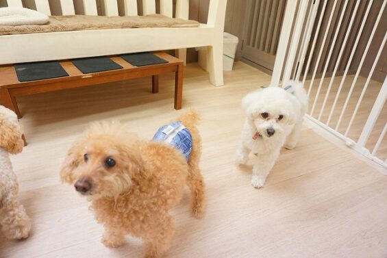 ヌーノクラブ　犬のペットホテル　東京　中野区　フリースペースでのびのび　お預かり中 　トイプードルのゆうた_640