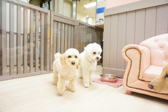 ヌーノクラブ　犬のペットホテル　東京　中野区　フリースペースでのびのび　お預かり中 　トイプードルのクッキー_640