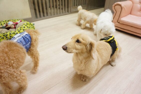 ヌーノクラブ　犬のペットホテル　東京　中野区　フリースペースでのびのび　お預かり中 　ダックスの茶々_640