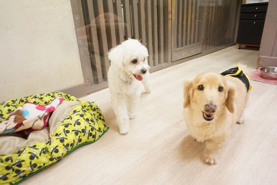 ヌーノクラブ　犬のペットホテル　東京　中野区　フリースペースでのびのび　お預かり中 　ダックスの茶々_640