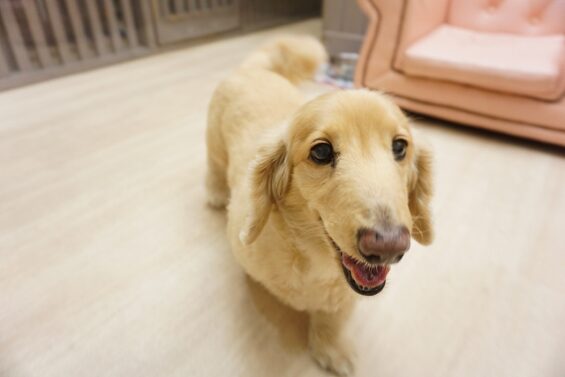 ヌーノクラブ　犬のペットホテル　東京　中野区　フリースペースでのびのび　お預かり中 　ダックスの茶々640