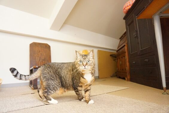 ヌーノクラブ　猫専用ペットホテル　都内　中野区　フリースペースでのびのび　お預り中の猫ちゃん　キジトラのキキ_640