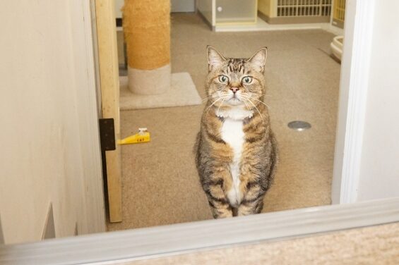 ヌーノクラブ　猫専用ペットホテル　都内　中野区　フリースペースでのびのび　お預り中の猫ちゃん　キジトラのキキ_640
