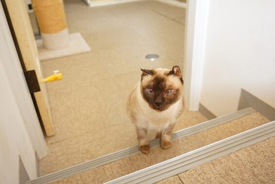 ヌーノクラブ　猫専用ペットホテル　都内　中野区　フリースペースでのびのび　お預り中の猫ちゃん　トンキニーズのアル_640