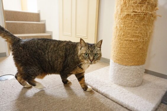 ヌーノクラブ　猫専用ペットホテル　都内　中野区　フリースペースでのびのび　お預り中の猫ちゃん　キジトラのキキ_640