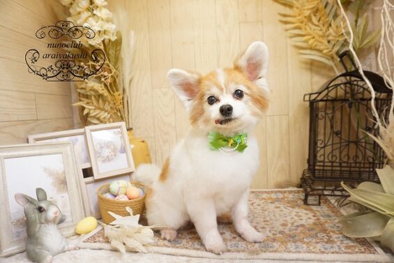 ペットサロン、ヌーノクラブ、可愛くリーズナブルにトリミング　パピヨンのケンシロウ_640