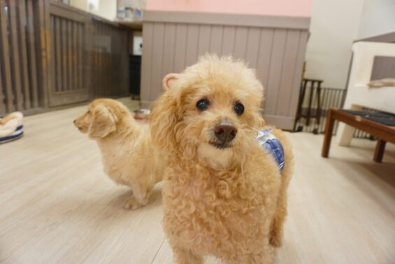 ヌーノクラブ　犬のペットホテル　東京　中野区　フリースペースでのびのび　お預かり中 　トイプードルのゆうた_640