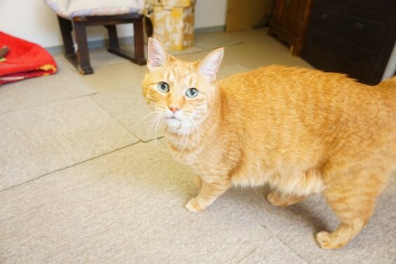ヌーノクラブ　猫専用ペットホテル　都内　中野区　フリースペースでのびのび　お預り中の猫ちゃん　MIXのピノ_640