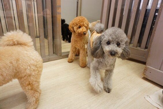 ヌーノクラブ　犬のペットホテル　東京　中野区　フリースペースでのびのび　お預かり中 　トイプードルのごま_640
