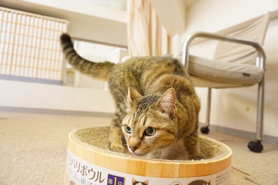 ヌーノクラブ　猫専用ペットホテル　都内　中野区　フリースペースでのびのび　お預り中の猫ちゃん　MIXのルナ_640