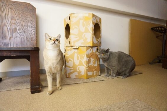 ヌーノクラブ　猫専用ペットホテル　都内　中野区　フリースペースでのびのび　お預り中の猫ちゃん　sシンガプーラの_640