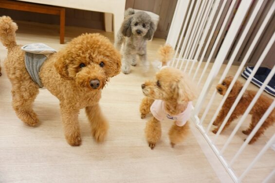 ヌーノクラブ　犬のペットホテル　東京　中野区　フリースペースでのびのび　お預かり中 　トイプードルのめい_640