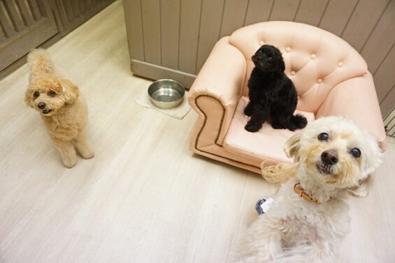 ヌーノクラブ　犬のペットホテル　東京　中野区　フリースペースでのびのび　お預かり中 　ペキプーのクリ_640