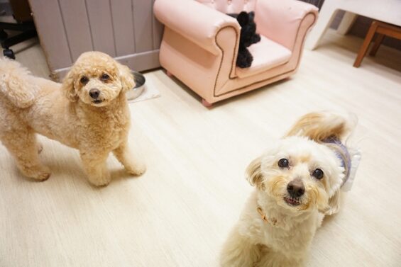 ヌーノクラブ　犬のペットホテル　東京　中野区　フリースペースでのびのび　お預かり中 　ペキプーのクリ_640