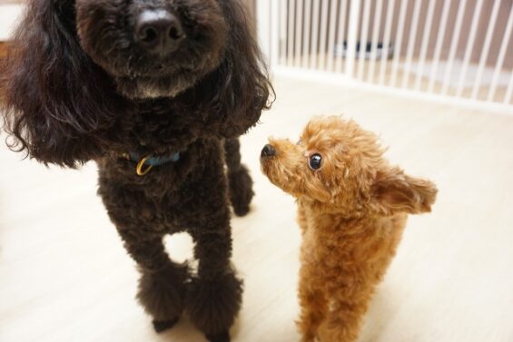 ヌーノクラブ　犬のペットホテル　東京　中野区　フリースペースでのびのび　お預かり中 　トイプードルのロジェ_640