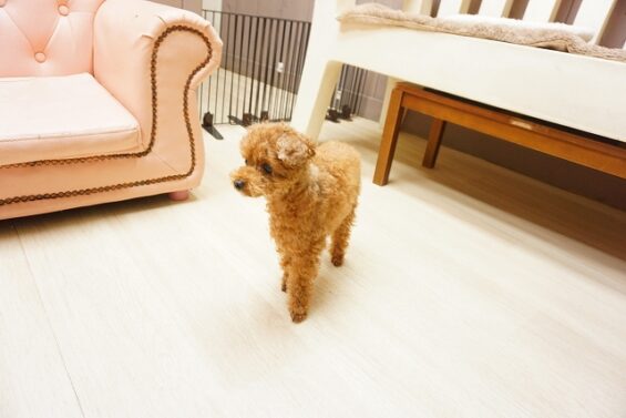 ヌーノクラブ　犬のペットホテル　東京　中野区　フリースペースでのびのび　お預かり中 　トイプードルのロジェちゃん_640