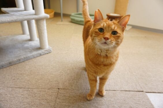 ヌーノクラブ　猫専用ペットホテル　都内　中野区　フリースペースでのびのび　お預り中の猫ちゃん　MIXのピノ_640